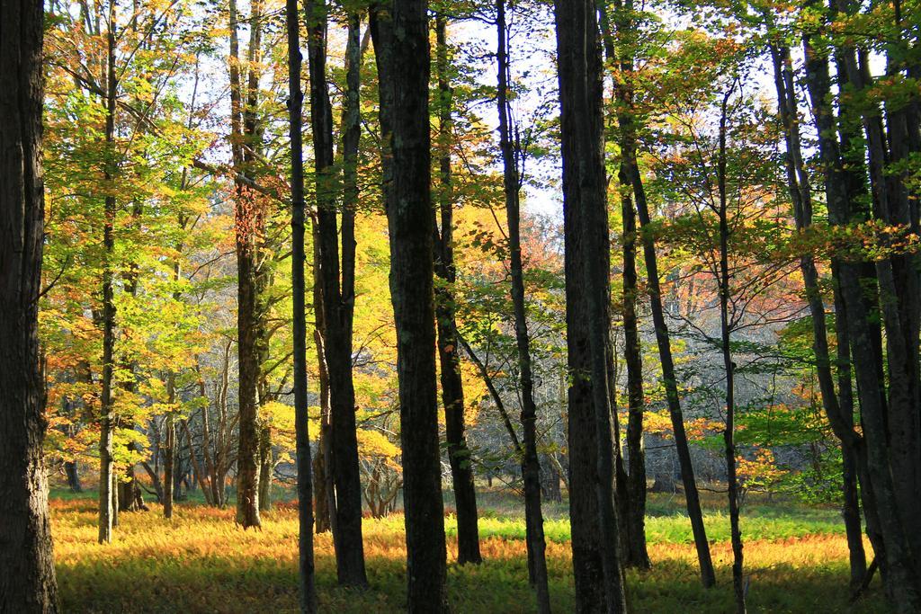 Canaan Valley Resort State Park Davis Extérieur photo