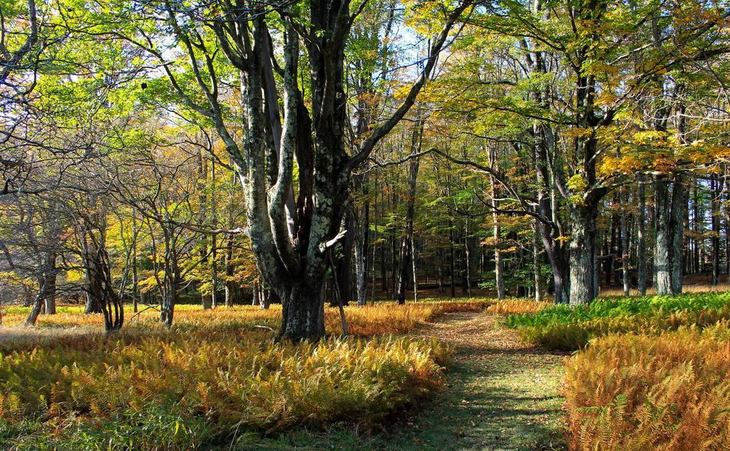 Canaan Valley Resort State Park Davis Extérieur photo