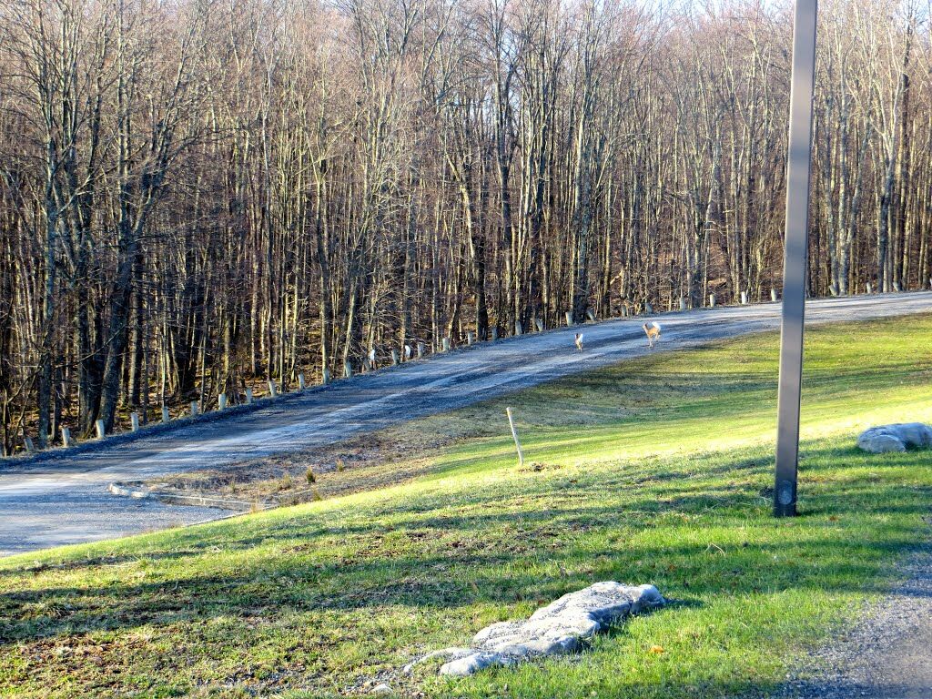 Canaan Valley Resort State Park Davis Extérieur photo